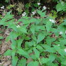 Stellaria nemorum subsp. montana resmi