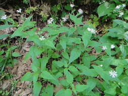 Слика од Stellaria nemorum subsp. montana