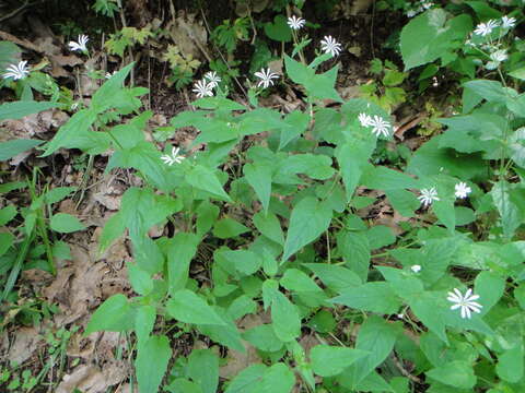 Stellaria nemorum subsp. montana的圖片