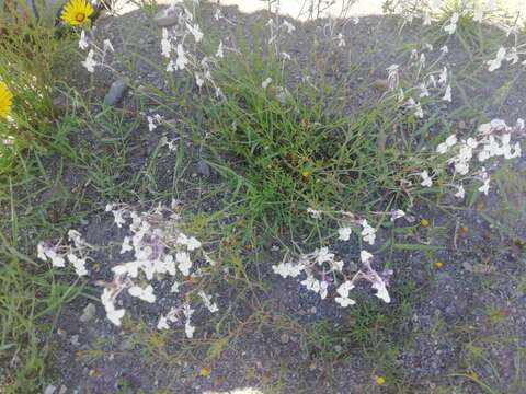 Plancia ëd Linaria nigricans Lange