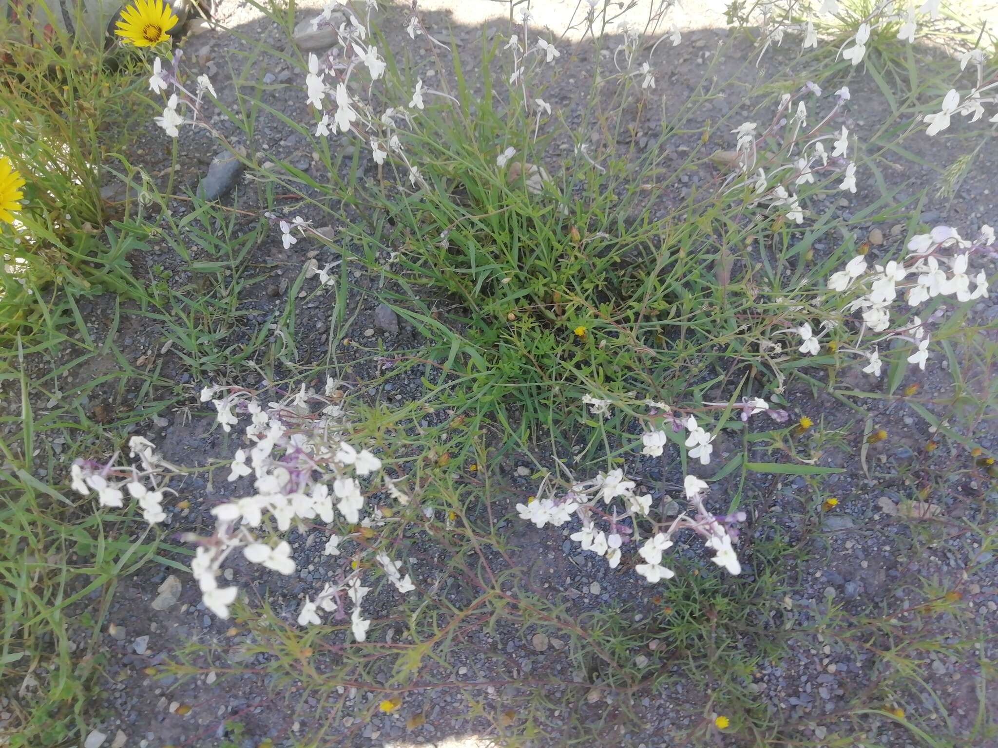 Plancia ëd Linaria nigricans Lange