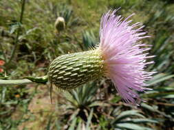 Cirsium engelmannii Rydb.的圖片