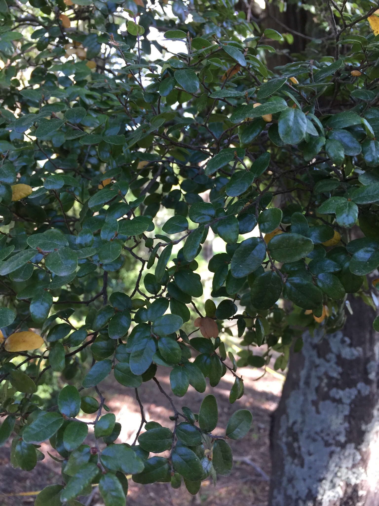 Image of Nothofagus solandri (Hook. fil.) Oerst.