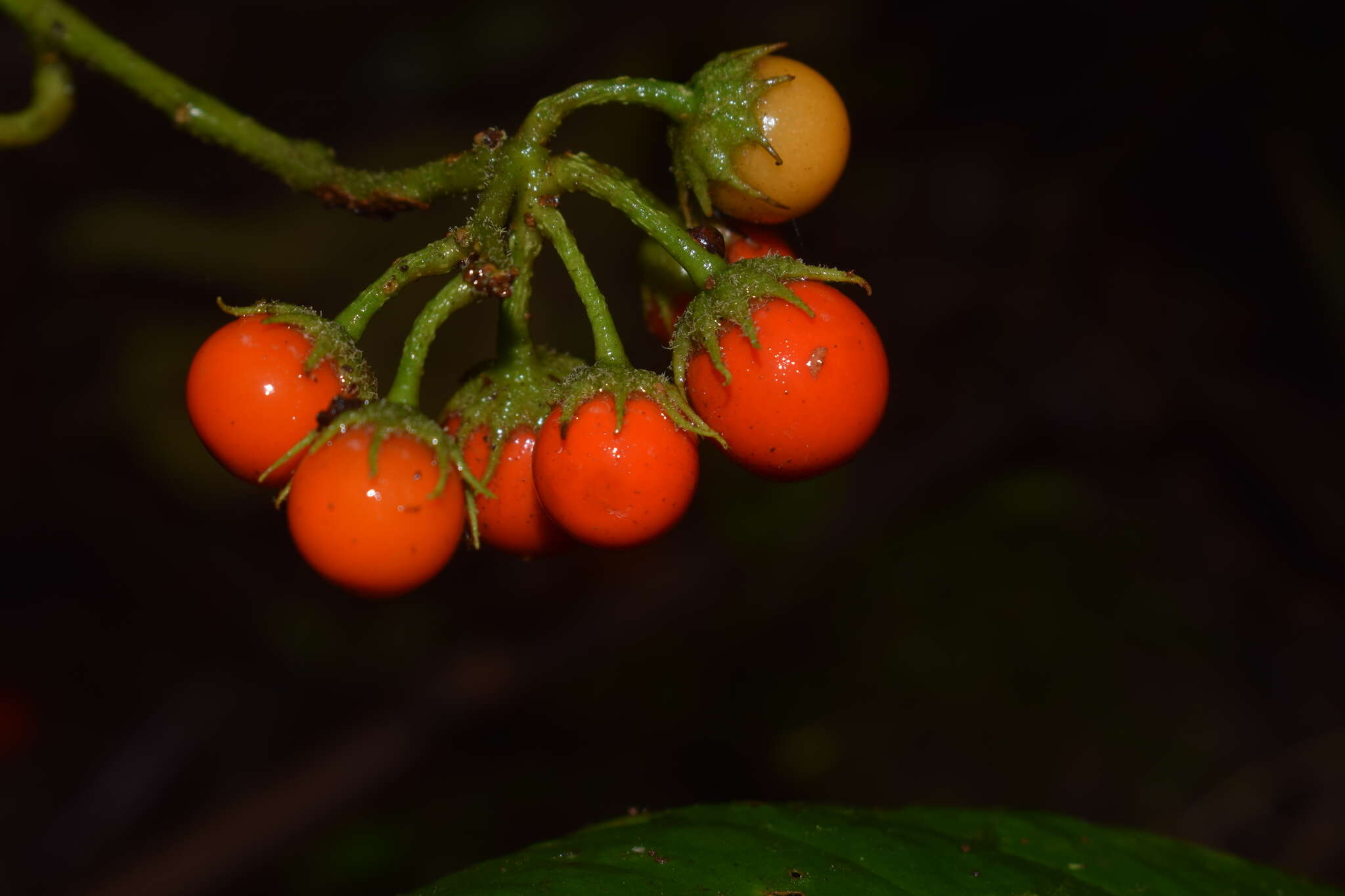 صورة Lycianthes pauciflora (Vahl) Bitter