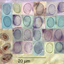 Image of Porpoloma amyloideum (G. Stev.) E. Horak 1971