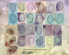 Imagem de Porpoloma amyloideum (G. Stev.) E. Horak 1971