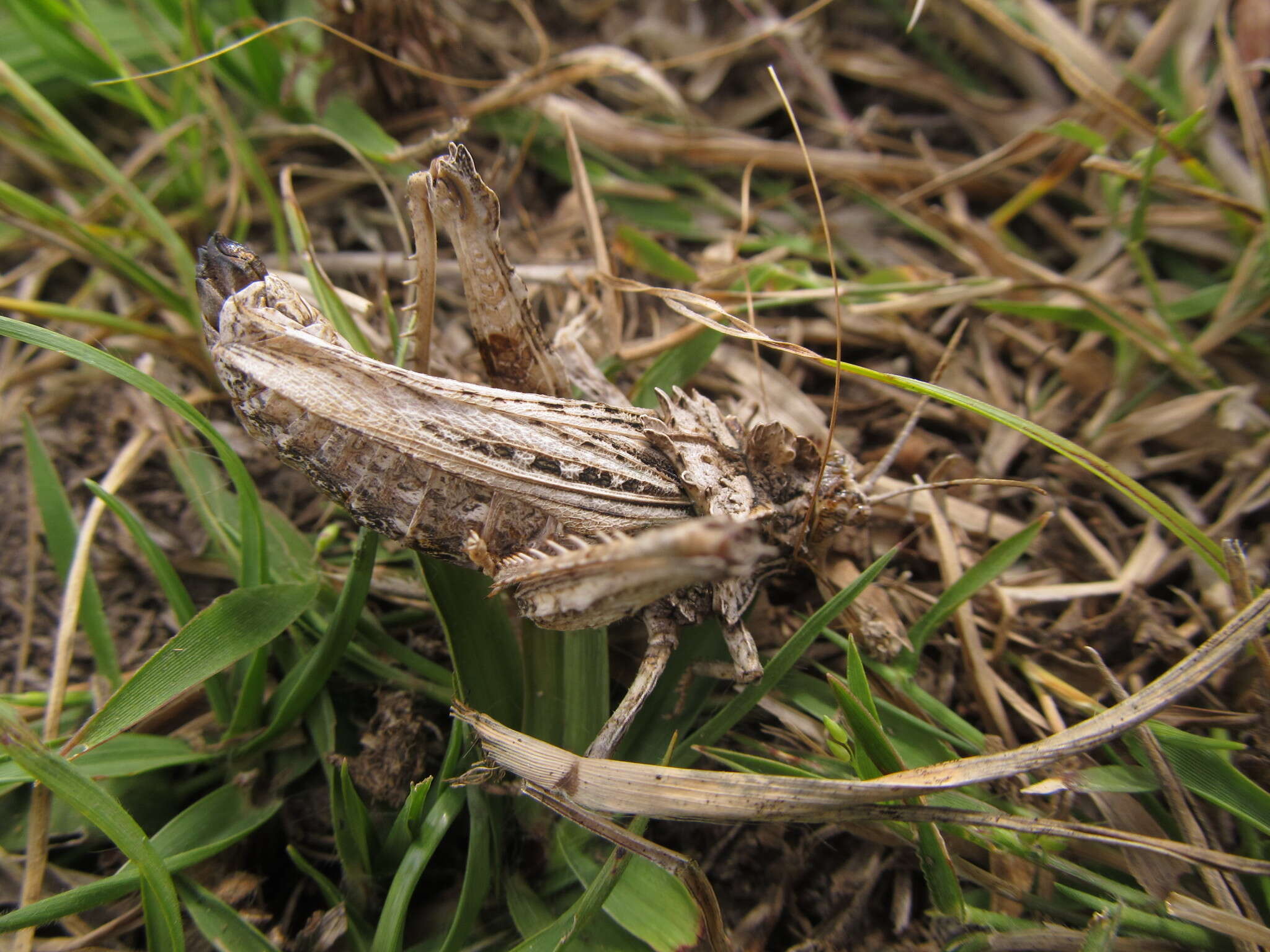 Image of Spathalium audouinii (Blanchard & E. 1836)