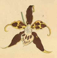 Image of Oncidium hallii (Lindl.) Beer