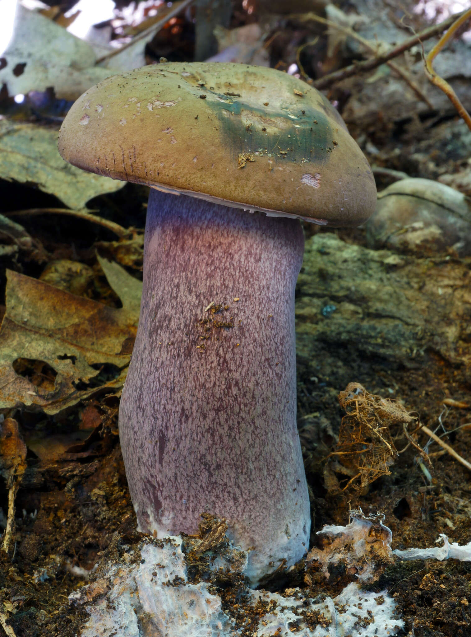 Image of Tylopilus plumbeoviolaceus (Snell & E. A. Dick) Snell & E. A. Dick 1941