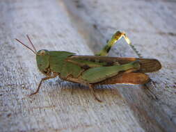 Image of Green-striped Grasshopper