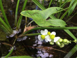 Sagittaria latifolia Willd. resmi