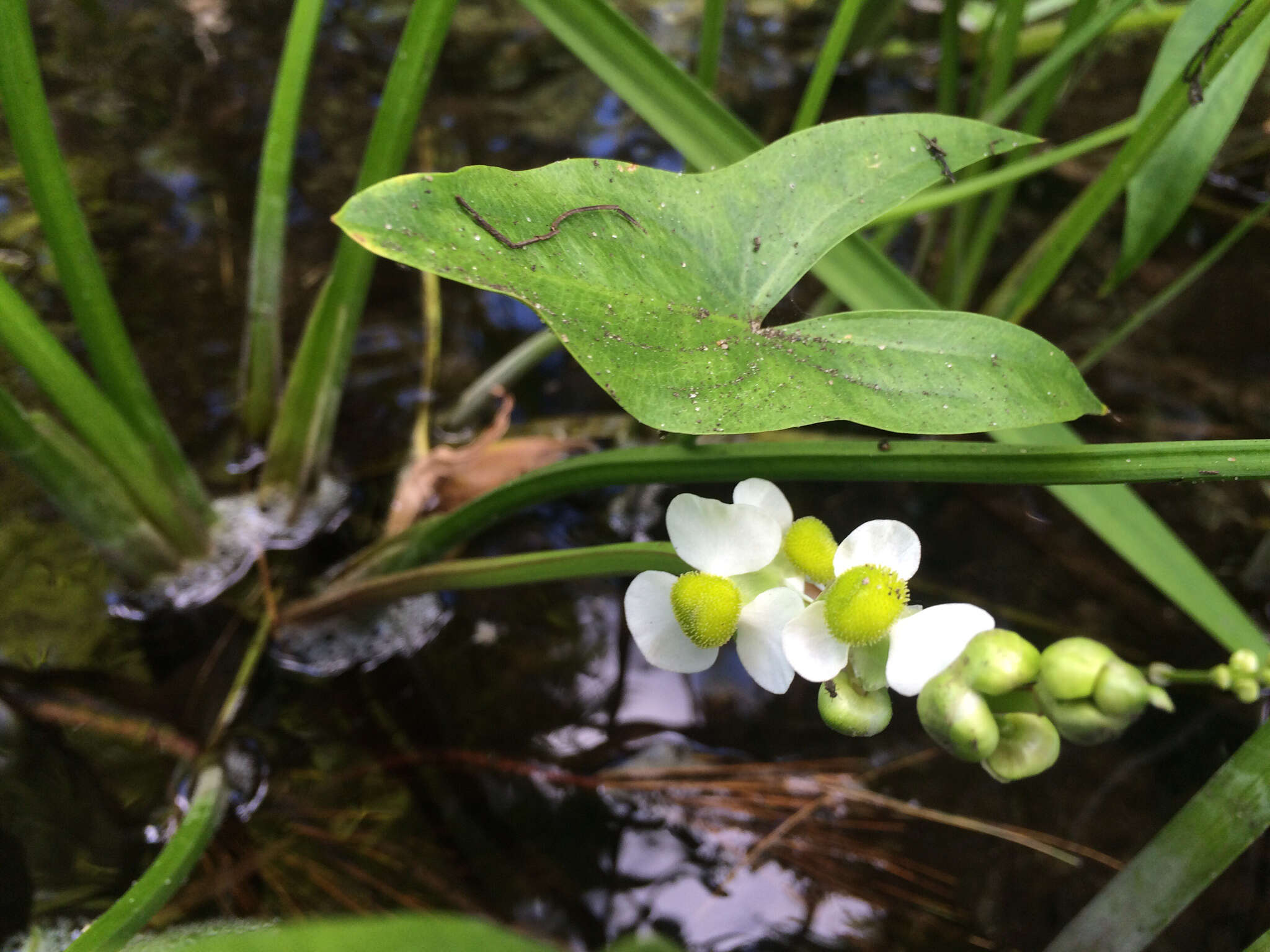 Sagittaria latifolia Willd. resmi