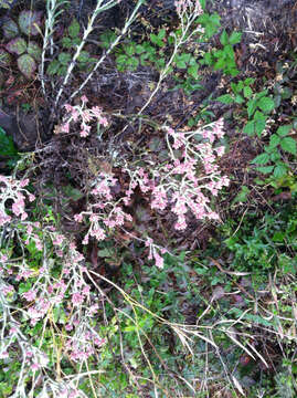 Image of pink cudweed