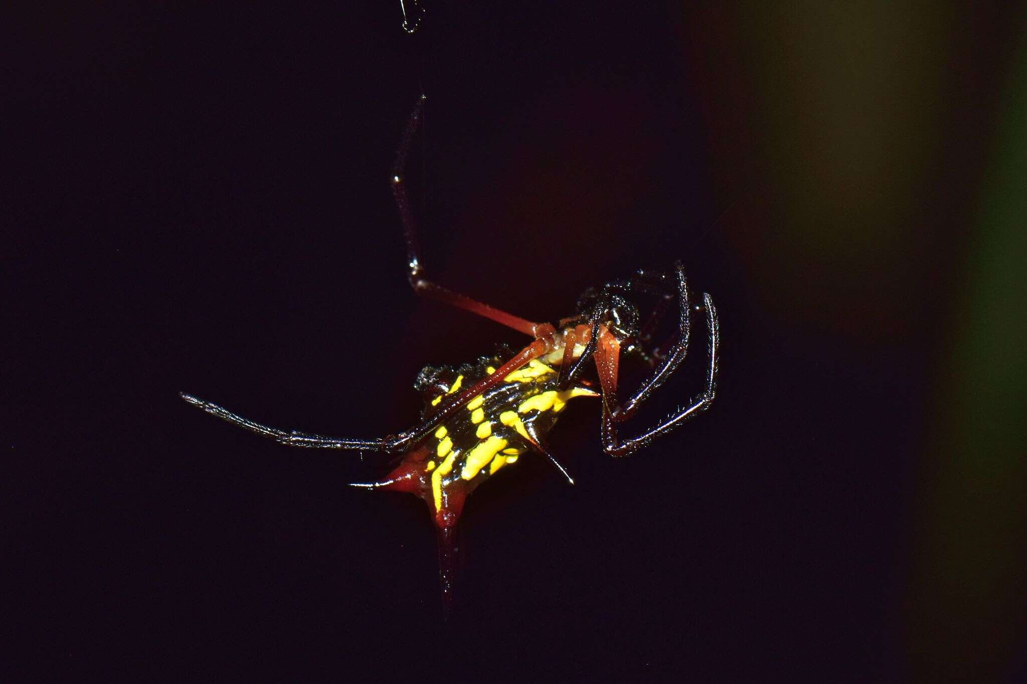 Image of Micrathena kirbyi (Perty 1833)