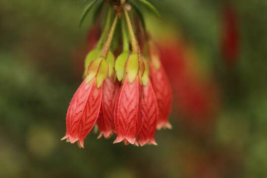 Image of Agapetes serpens (Wight) Sleumer