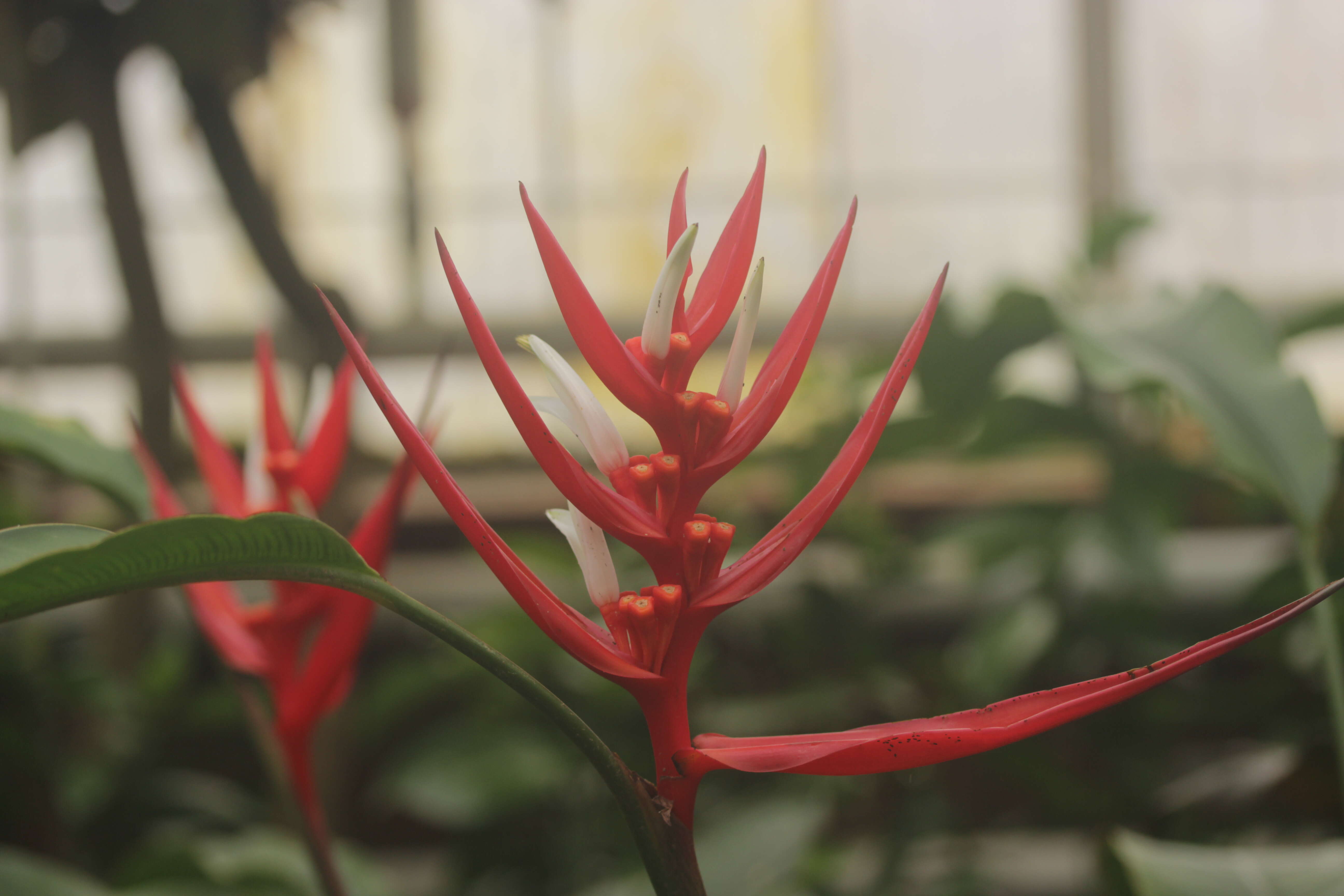 Image of Heliconia angusta Vell.