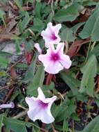 Image of Ipomoea aquatica Forsk.