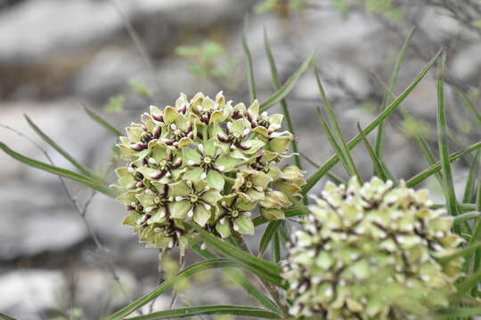 Image of spider milkweed