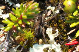 Image of Arctic wolf spider