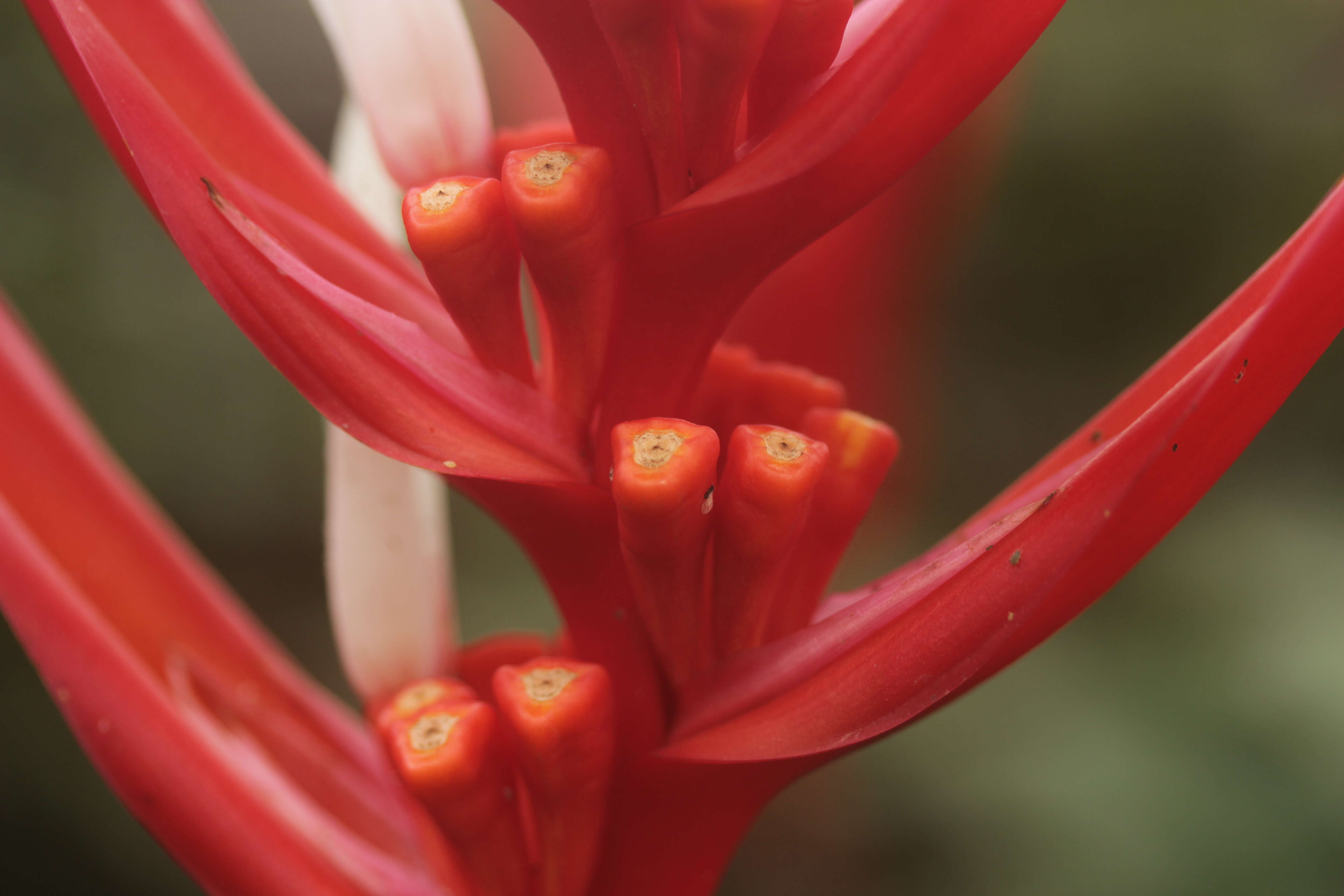 Image of Heliconia angusta Vell.