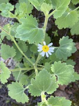 Image of Amauria rotundifolia Benth.