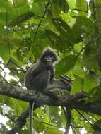 Image of Phayre's Langur