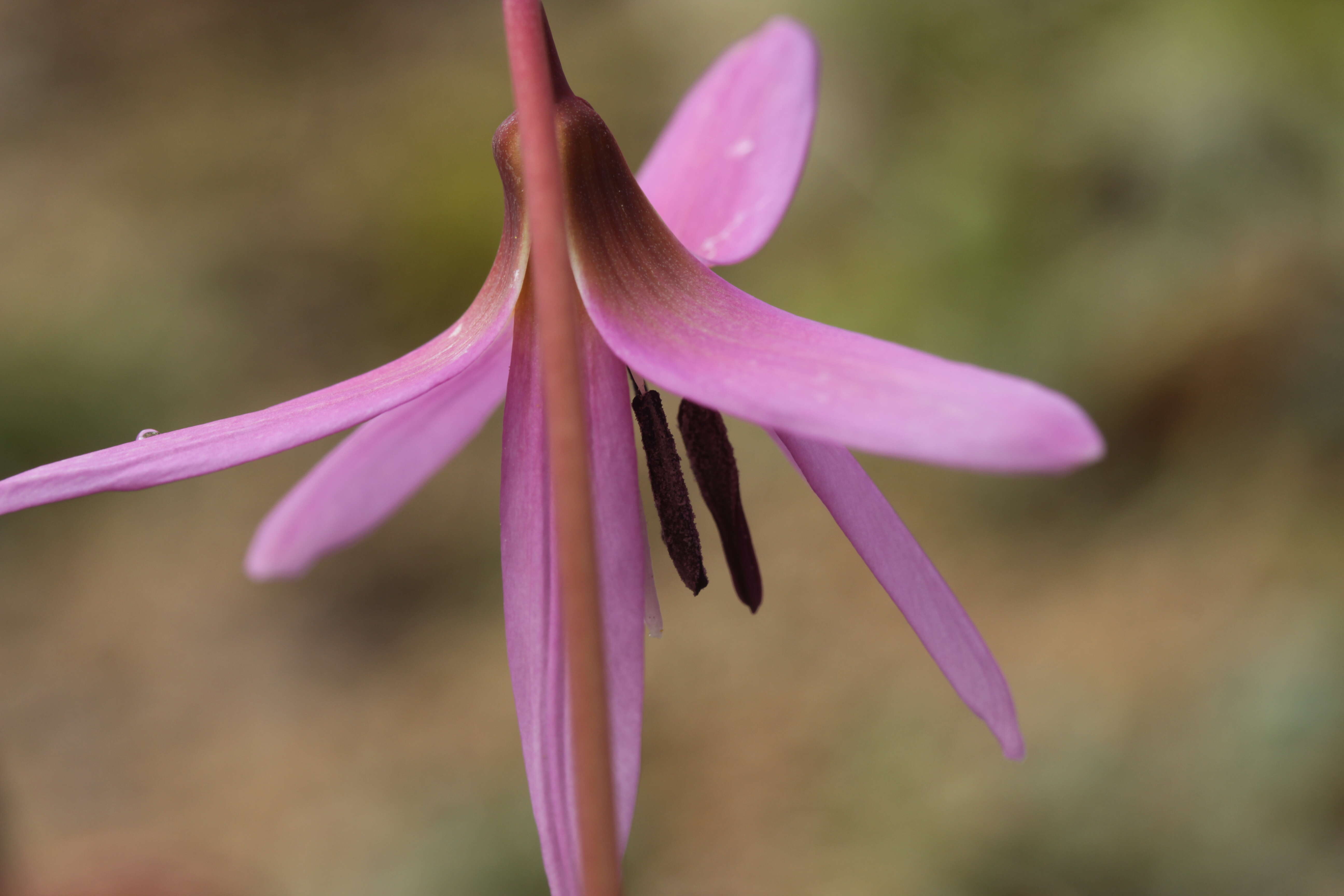 Image of Dog tooth lily