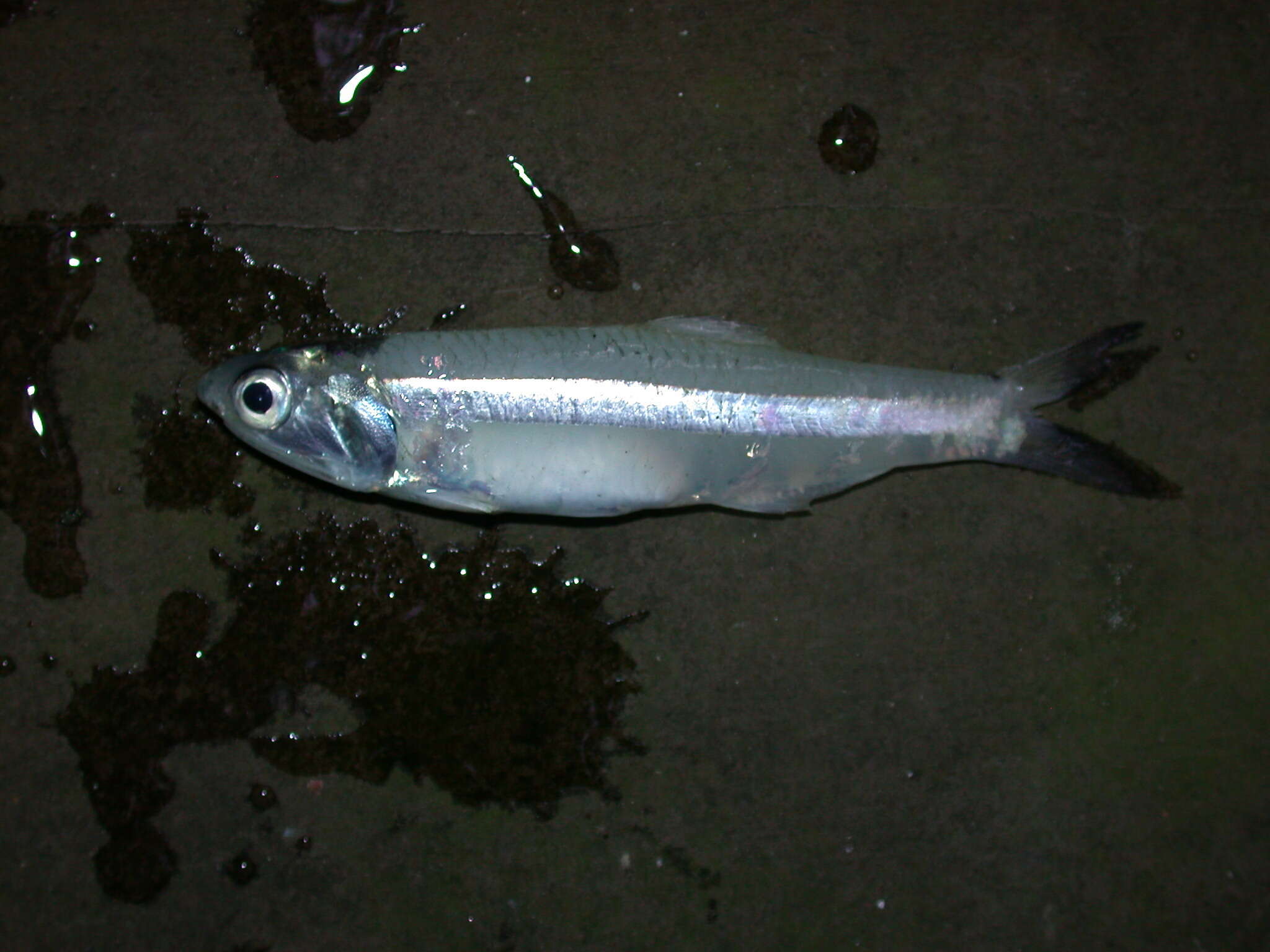 Image of Broad-striped Anchovy