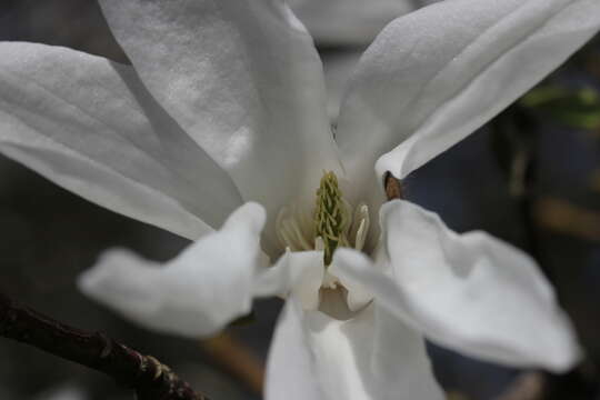 Image of Anise Magnolia