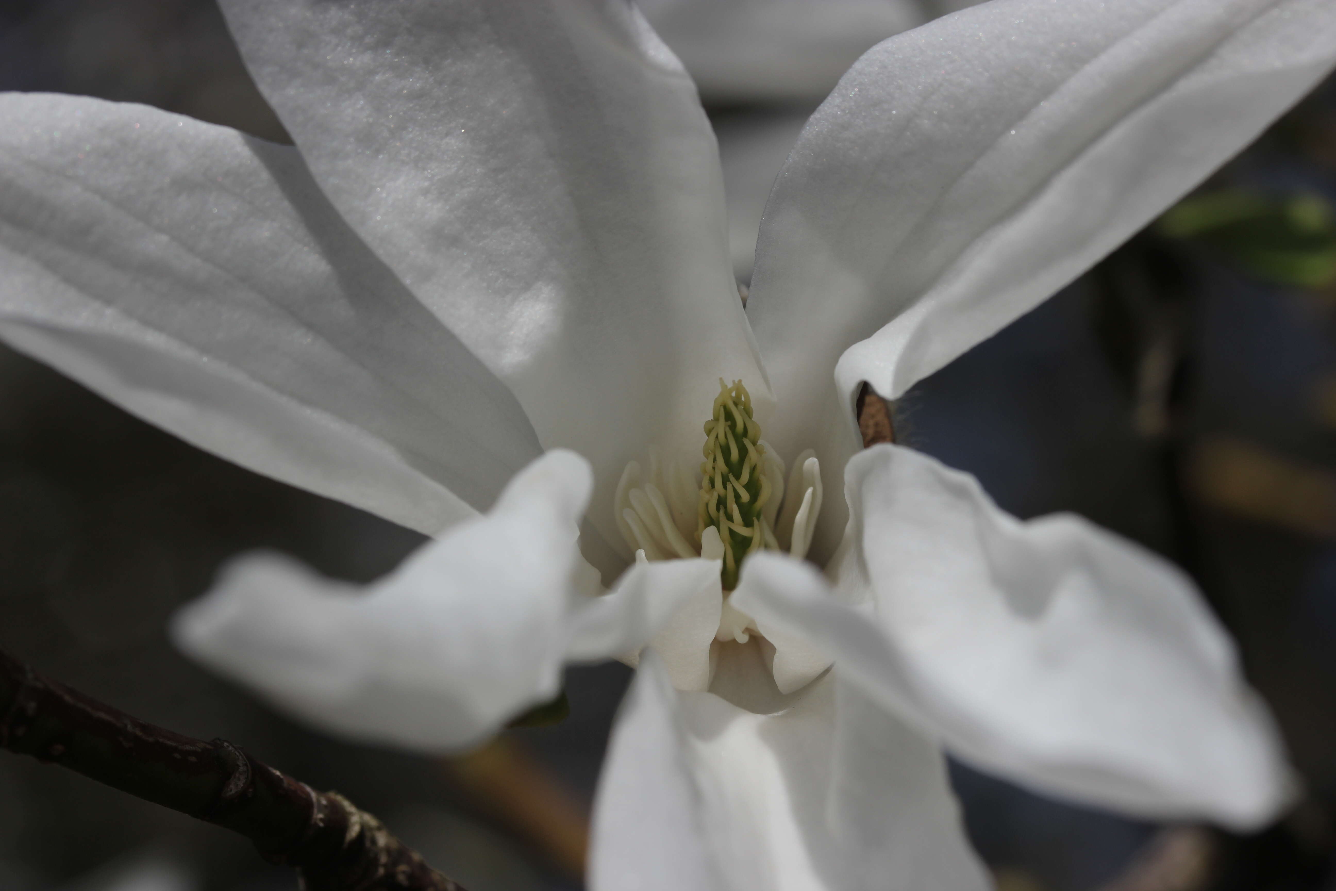 Imagem de Magnolia salicifolia (Siebold & Zucc.) Maxim.