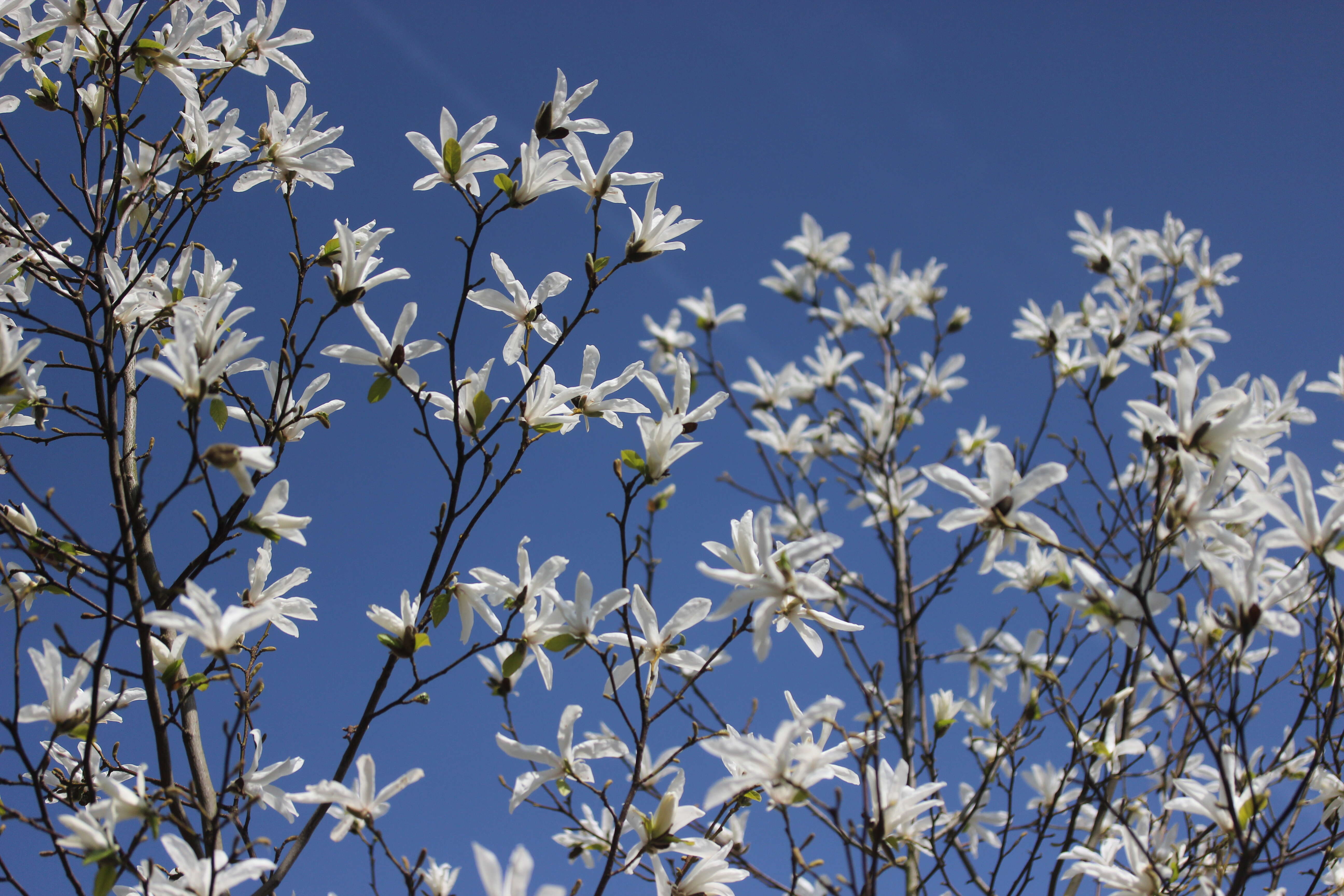 Imagem de Magnolia salicifolia (Siebold & Zucc.) Maxim.