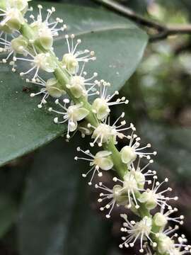 Coccoloba pyrifolia Desf. resmi