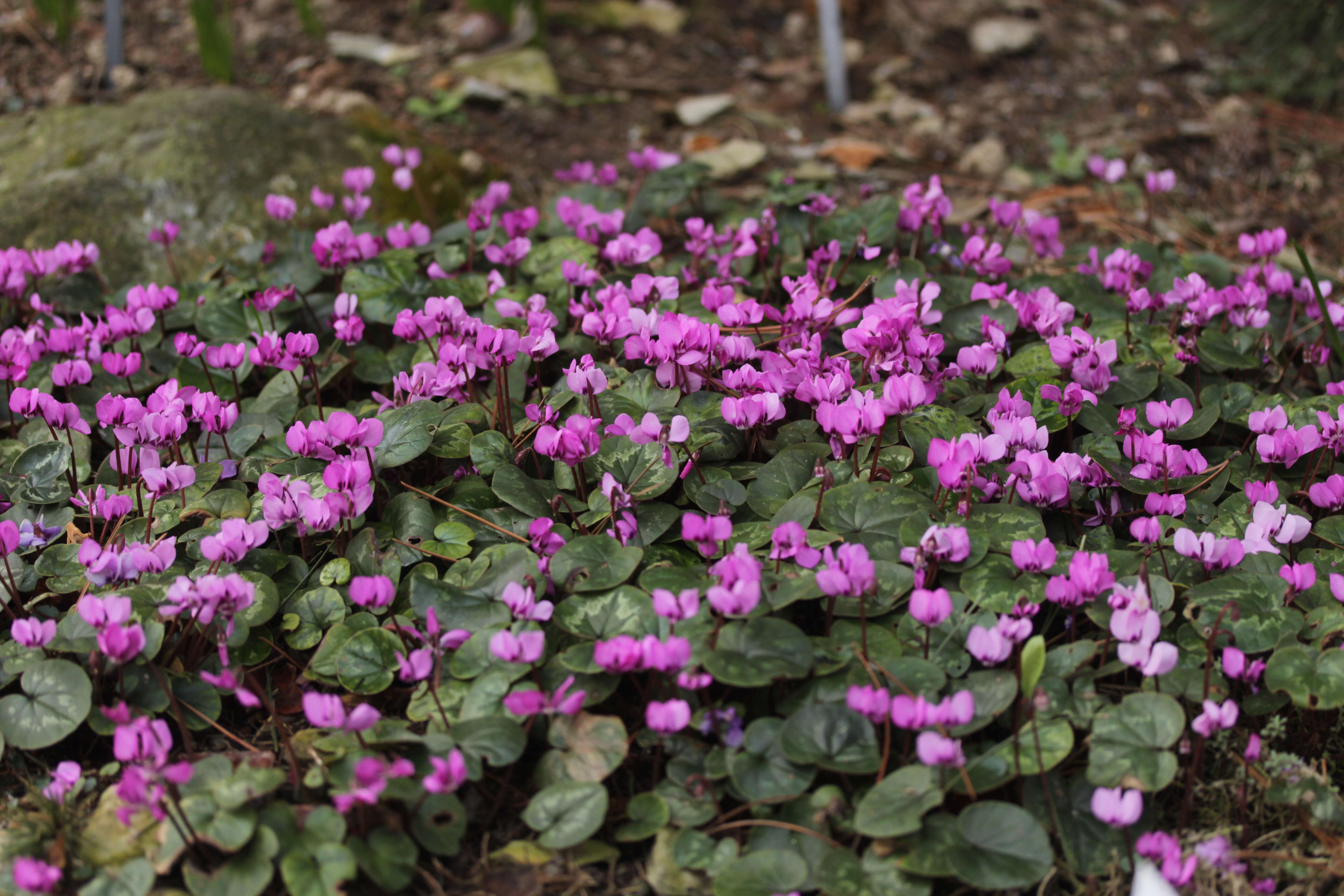 Image of Cyclamen coum Miller