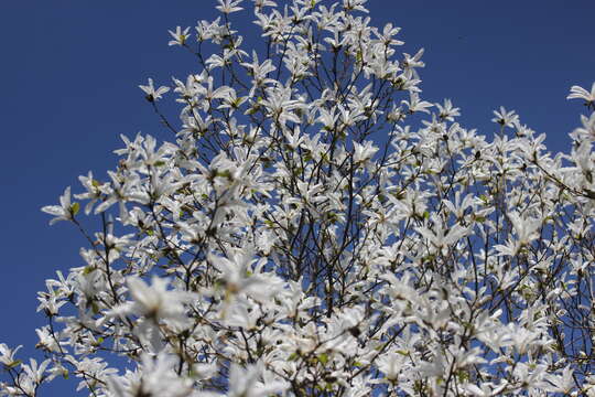 Image of Anise Magnolia