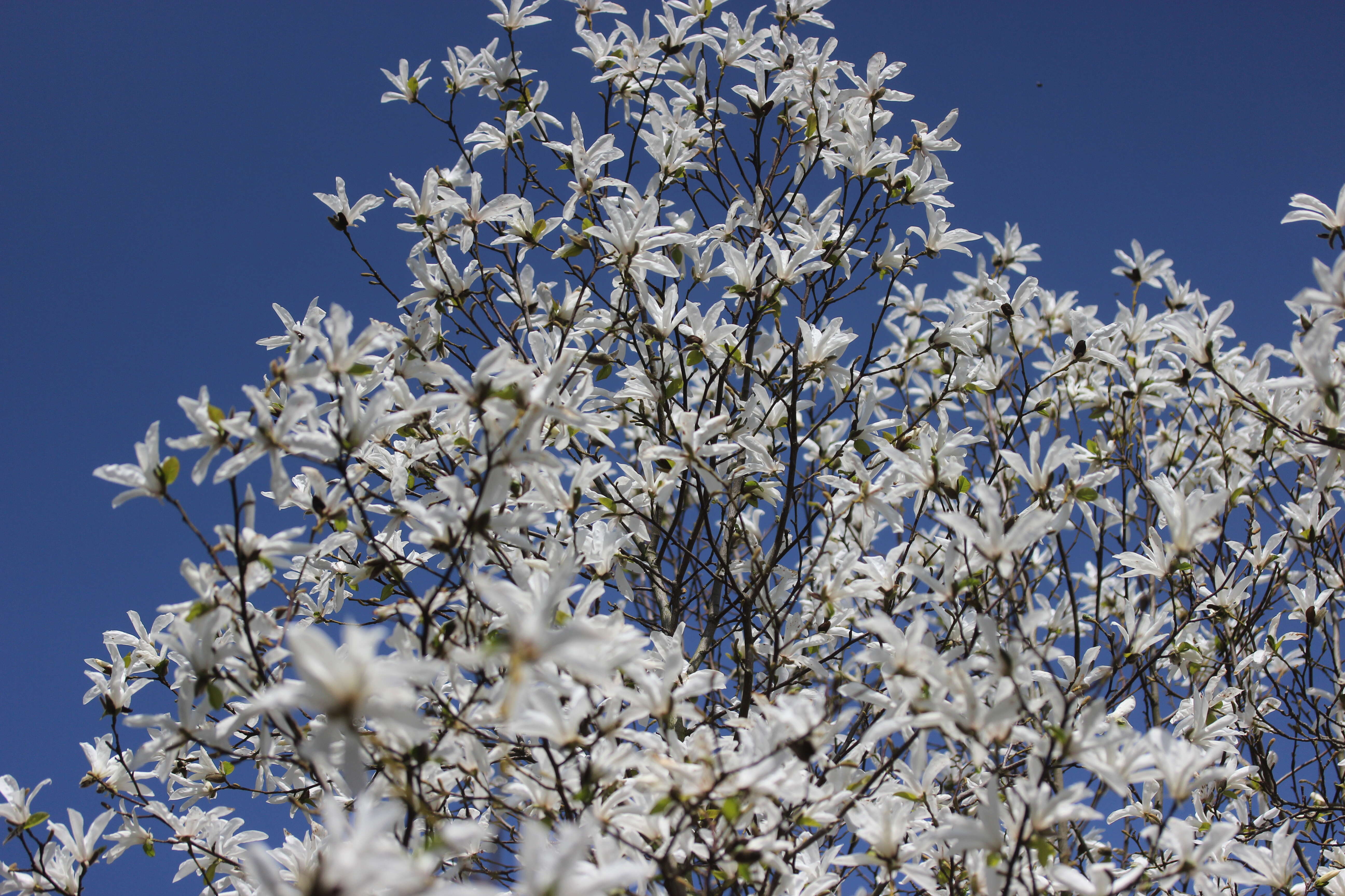 Imagem de Magnolia salicifolia (Siebold & Zucc.) Maxim.