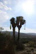 Image of Yucca potosina Rzed.