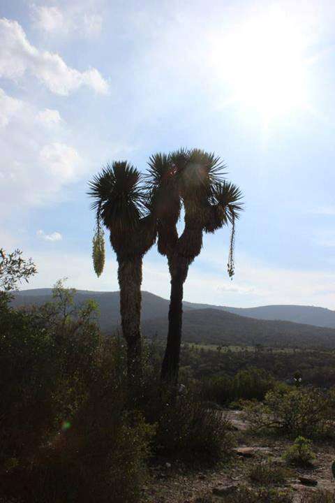 Image of Yucca potosina Rzed.