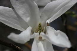 Imagem de Magnolia salicifolia (Siebold & Zucc.) Maxim.