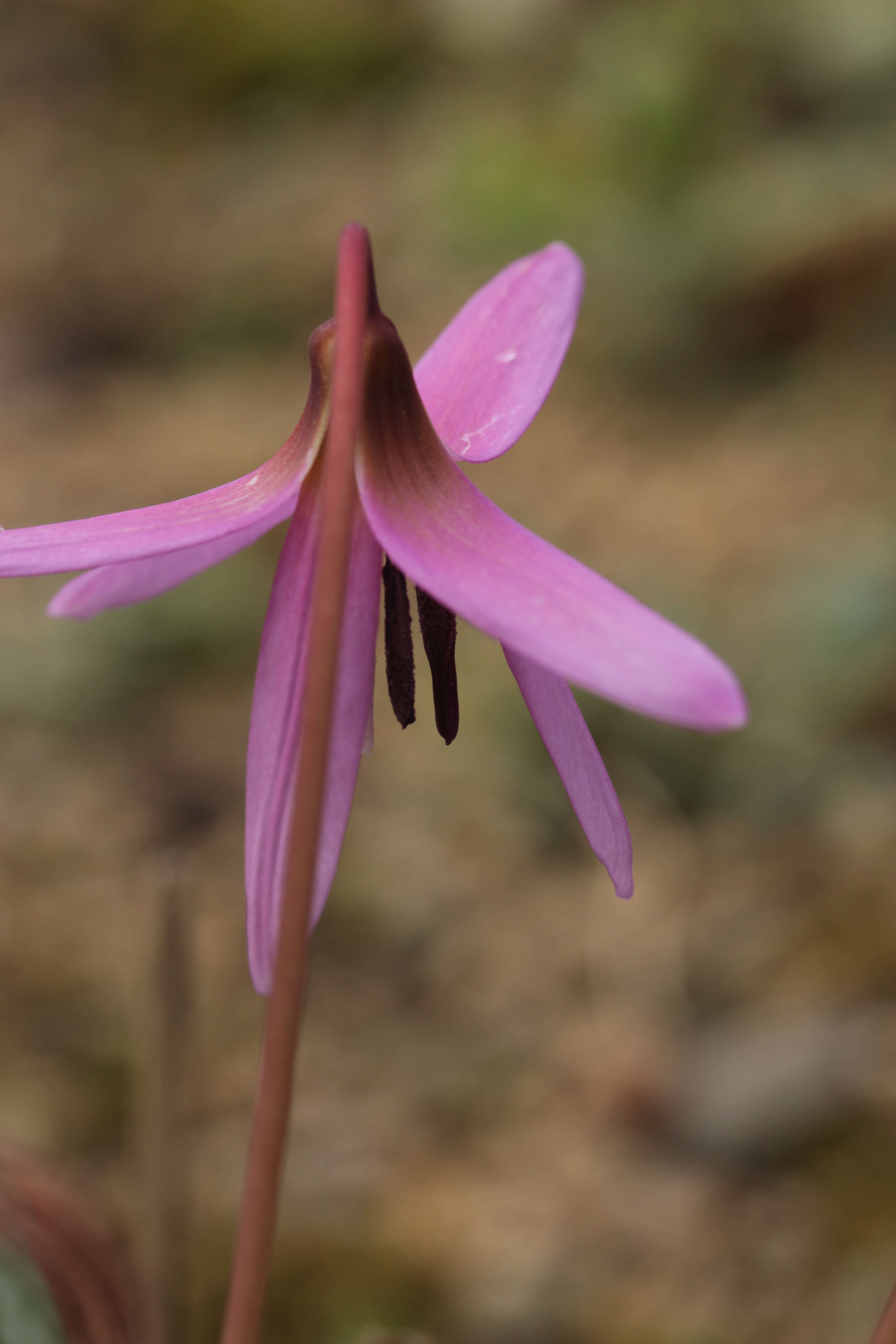 Image of Dog tooth lily