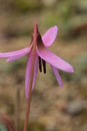 Image of Dog tooth lily