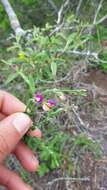 Polygala pubiflora Burch. ex DC.的圖片