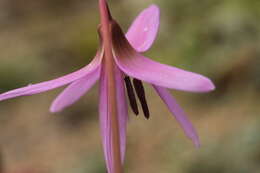 Image of Dog tooth lily