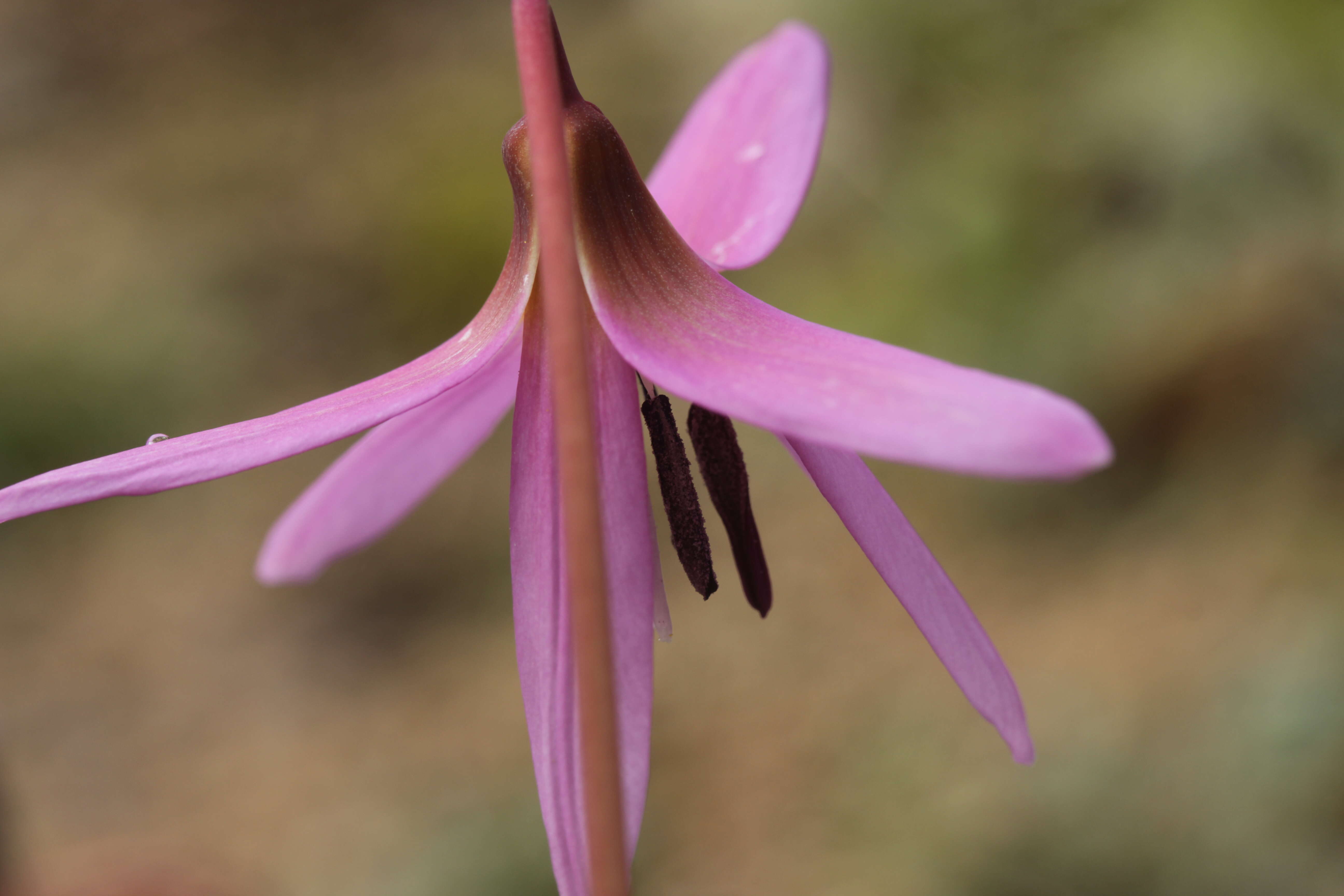 Image of Dog tooth lily