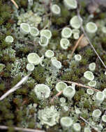 Image of Mealy Pixie-cup Lichen