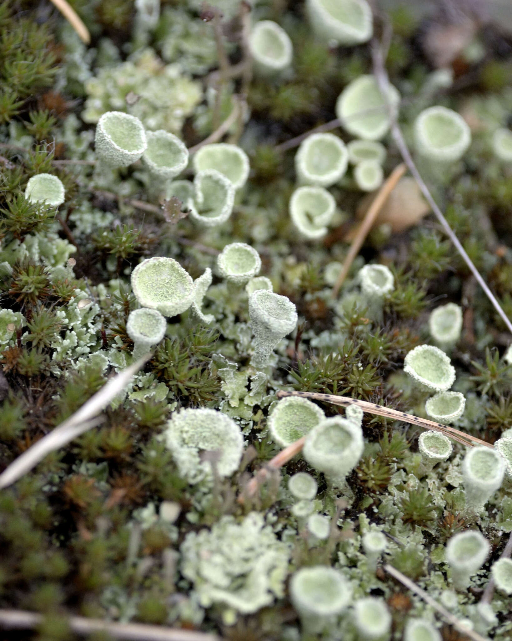 Image of Mealy Pixie-cup Lichen