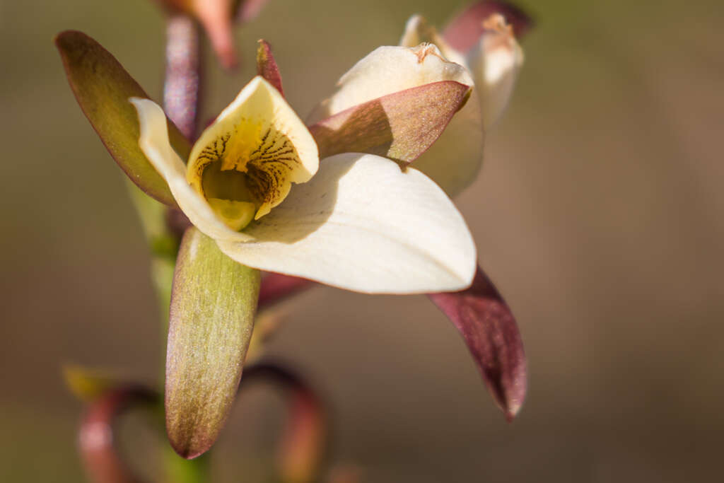 Plancia ëd Eulophia macowanii Rolfe