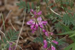 Image of Utah sweetvetch