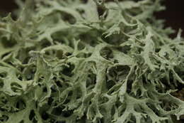 Image of ring lichen