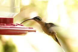 Image of Tawny-bellied Hermit