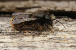 Image of Osmia cornuta (Latreille 1805)